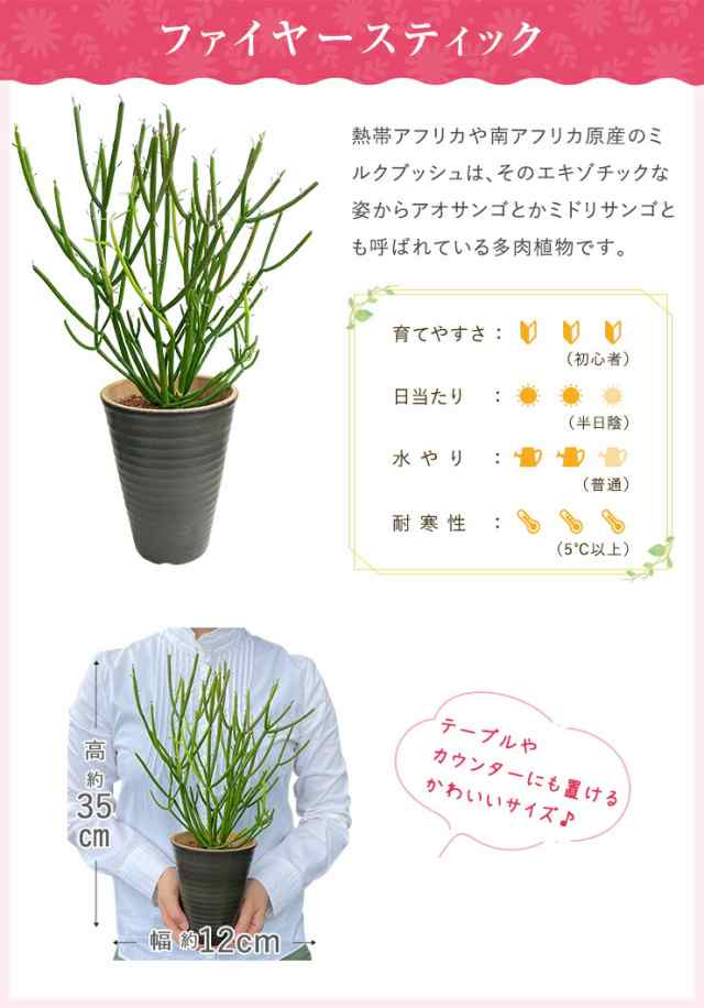 当日発送 14時まで ミニ観葉植物 パキラ サンスベリア ユッカ テーブルヤシ サンセベリア 発財樹 虎の尾 青年の木 ヤシ 陶器 鉢植え 観葉の通販はau  PAY マーケット - 花のギフト社OnlineShop