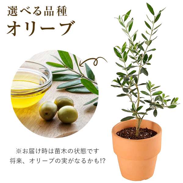 当日発送 14時まで オリーブ 4号鉢 鉢植え オリーブの木 苗木 植木 苗 木 オリーブの苗木 プレゼント ギフト 観葉植物 開店祝い お祝い  の通販はau PAY マーケット 花のギフト社OnlineShop au PAY マーケット－通販サイト