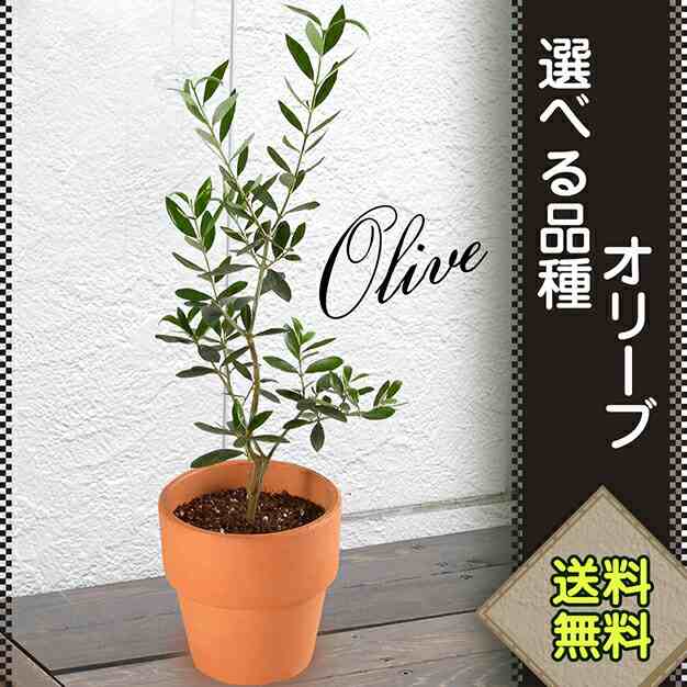 オリーブ 4号鉢 鉢植え 選べる 品種 オリーブの木 プレゼント ギフト 観葉植物 インテリア グリーン 送料無料の通販はau Pay マーケット 花のギフト社onlineshop