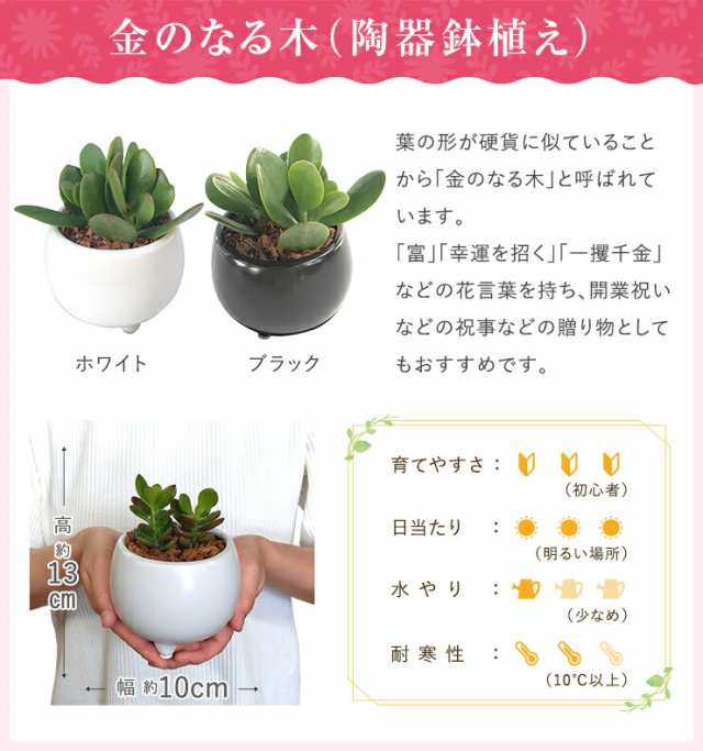 当日発送 14時まで ミニ観葉植物 ガジュマル サンスベリア 金のなる木 多幸の木 サンセベリア 虎の尾 お金のなる木 ガジュマルの木 陶器 の通販はau Pay マーケット 花のギフト社onlineshop