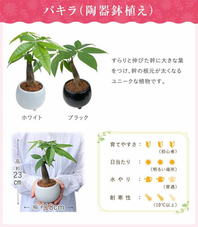 当日発送 14時まで ミニ観葉植物 ガジュマル サンスベリア 金のなる木