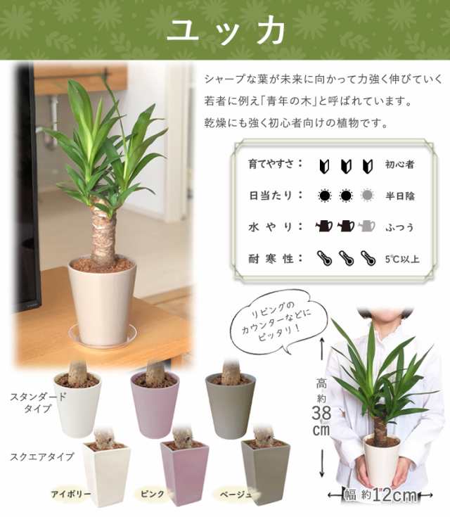 当日発送 14時まで ミニ観葉植物 パキラ サンスベリア ユッカ テーブルヤシ サンセベリア 発財樹 虎の尾 青年の木 ヤシ 陶器 鉢植え 観葉の通販はau  PAY マーケット - 花のギフト社OnlineShop