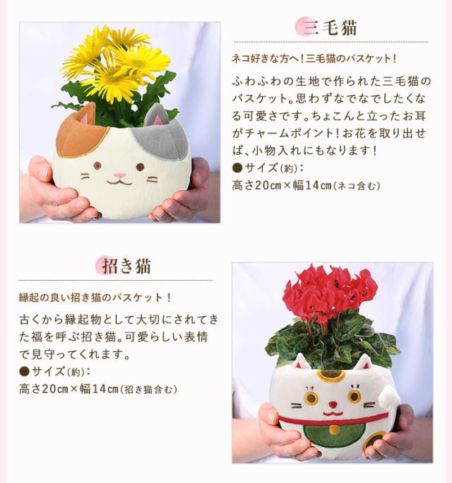 ガジュマル カランコエ シクラメン ガーベラ 選べる 観葉植物 花鉢 鉢花 鉢植え 誕生日 お祝い 花 プレゼント がじゅまる 多幸の木 縁起の通販はau Pay マーケット 花のギフト社onlineshop
