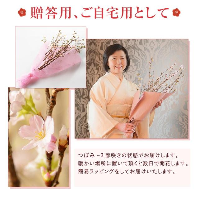 当日発送 14時まで 花のギフト社 カタログギフト 新鮮グルメ直送便 煌 グルメギフト 桜 迎春 啓翁桜 7本 お祝い 花_4