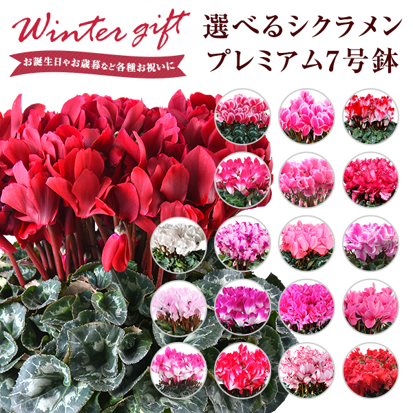 シクラメン 7号鉢 鉢植え 花 ギフト プレゼント お花 鉢花 花鉢 しくらめん 7号 鉢 お歳暮 クリスマス 誕生日 贈り物 フラワーギフト プの通販はau Pay マーケット 花のギフト社onlineshop