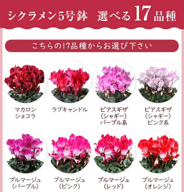 シクラメン 鉢植え 花 ギフト プレゼント 14種から選べる品種 お花 マカロンショコラ ピアスギザ プルマージュ ラブキャンドル 5号鉢 鉢の通販はau Pay マーケット 花のギフト社onlineshop
