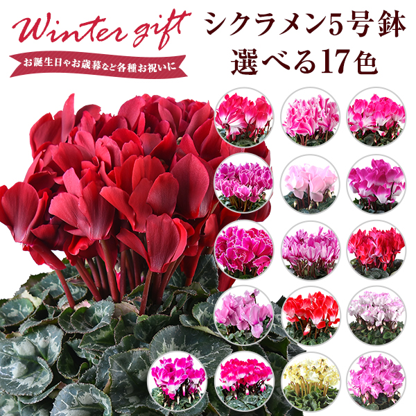 シクラメン 鉢植え 花 ギフト プレゼント 14種から選べる品種 お花 マカロンショコラ ピアスギザ プルマージュ ラブキャンドル 5号鉢 鉢の通販はau Pay マーケット 花のギフト社onlineshop