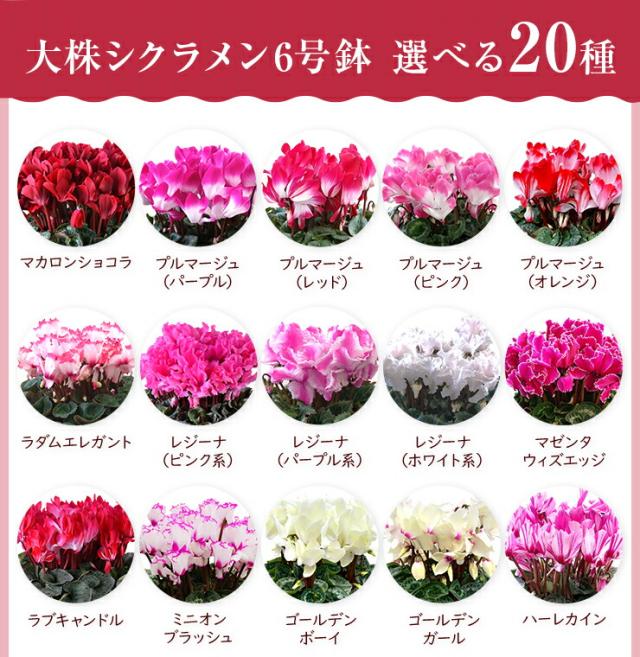 シクラメン 花 ギフト プレゼント 種から選べる品種 お花 マカロンショコラ 6号鉢 鉢植え 鉢花 花鉢 しくらめん 東北 関西 送料無料 の通販はau Pay マーケット 花のギフト社onlineshop