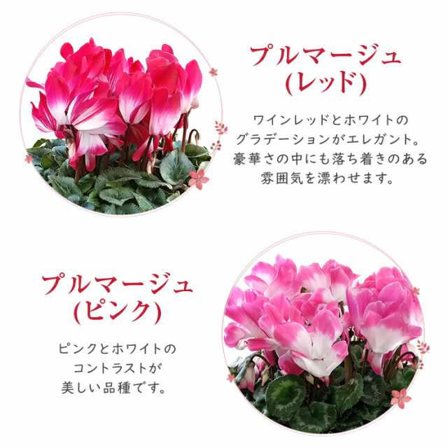 シクラメン（八重咲き）：ウインク ピンク5号鉢植え の通販