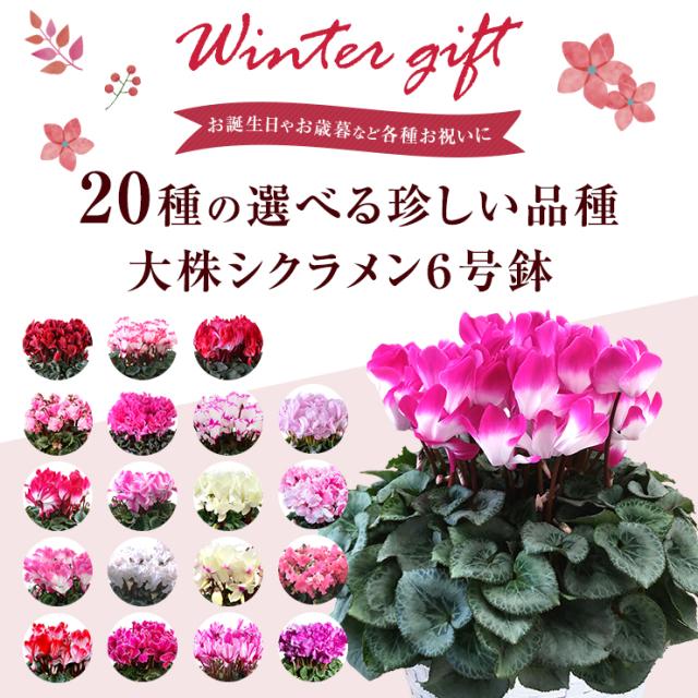 シクラメン 花 ギフト プレゼント 種から選べる品種 お花 マカロンショコラ 6号鉢 鉢植え 鉢花 花鉢 しくらめん 東北 関西 送料無料 の通販はau Pay マーケット 花のギフト社onlineshop