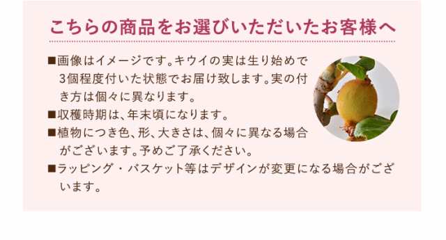 フルーツ レモン ブルーベリー キウイ プレゼント 花 ギフト 実付き 花鉢 苗 果物 鉢植え 果樹 果樹鉢 レモンの木 ブルーベリーの木 キウの通販はau PAY マーケット 花のギフト社OnlineShop au PAY マーケット-通販サイト フルーツ レモン ブルーベリー キウイ プレゼント 花 ギフト 実付き 花鉢 苗 果物 鉢植え 果樹 果樹鉢 レモンの木 ブルーベリーの木 キウイの木 送料無料 父の日 中元 誕生日 お祝い ご自宅用 クーポン