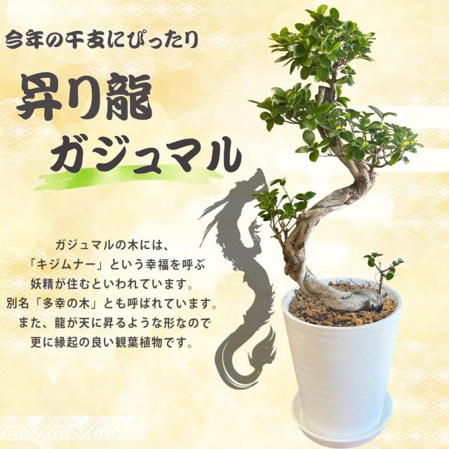 当日発送 14時まで 観葉植物 インテリア ガジュマル 昇り竜 昇り龍