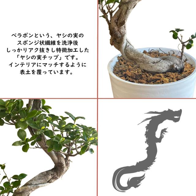当日発送 14時まで 観葉植物 インテリア ガジュマル 昇り竜 昇り龍