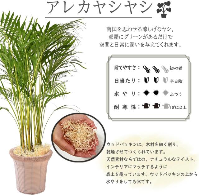 ①　アレカヤシ　(スーパーアレカヤシ)　9号　特大苗木最高等級極上品‼️　希少 ① アレカヤシ 『スーパーアレカヤシ』9号特大苗木最高等級極上品‼️