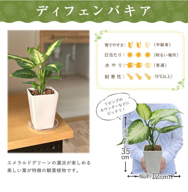 当日発送 14時まで ミニ観葉植物 パキラ サンスベリア ユッカ