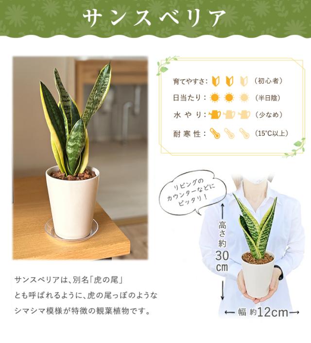 当日発送 14時まで ミニ観葉植物 パキラ サンスベリア ユッカ