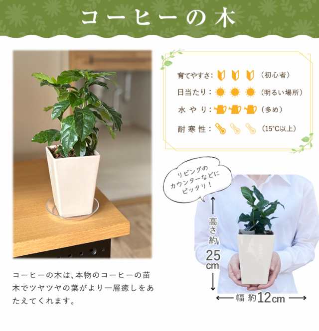 コーヒーの木 抜き苗 一本 - その他観葉植物