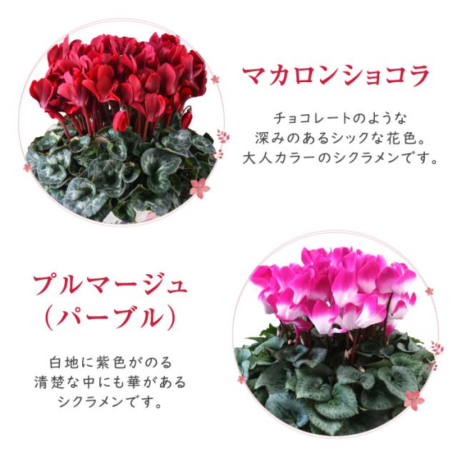 タジトウ様確認用　シクラメン『マカロンショコラ』７号♪ タジトウ様確認用 シクラメン『マカロンショコラ』7号♪ タジトウ様