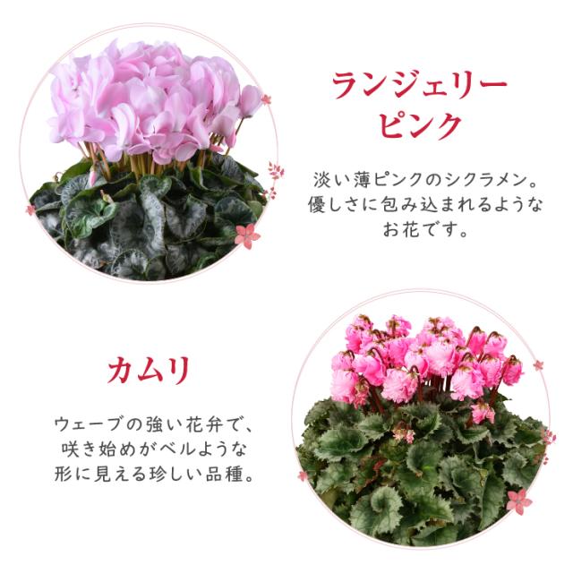 シクラメン 花 ギフト プレゼント 20種から選べる品種 お花 マカロン