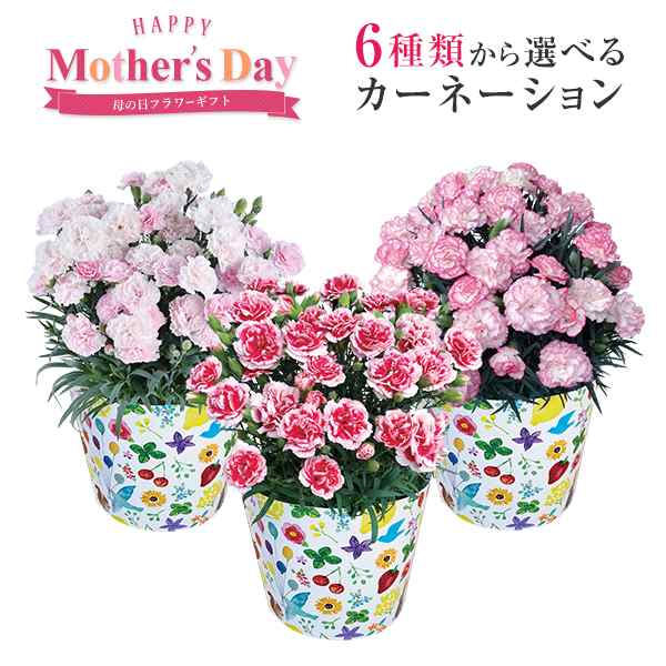 母の日 ギフト プレゼント 花 鉢植え カーネーション いちごホイップ シュガークレープ クレアライトピンク 東北 関東 関西送料無料 5の通販はau Pay マーケット 花のギフト社onlineshop 母の日 ギフト プレゼント 花 鉢植え カーネーション いちごホイップ シュガークレープ クレアライトピンク 東北 関東 関西送料無料 5の通販はau Pay マーケット 花のギフト社onlineshop