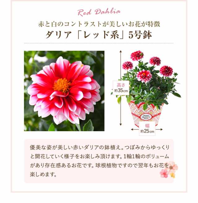 母の日 ギフト プレゼント 花 鉢植え カーネーション 百合 マダガスカルジャスミン ダリア メリーベル 東北 関東 関西送料無料 9種類かの通販はau Pay マーケット 花のギフト社onlineshop