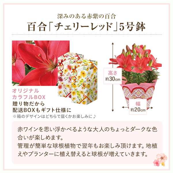 早割10 Off 母の日 ギフト プレゼント 花 鉢植え カーネーション 百合 ガーデニア 東北 関東 関西送料無料 9種類から選べるお花 母のの通販はau Pay マーケット 花のギフト社onlineshop