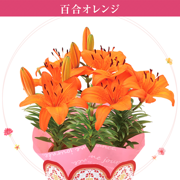 母の日 ギフト プレゼント 花 鉢植え カーネーション 百合 ガーデニア 東北 関東 関西送料無料 9種類から選べるお花 母の日プレゼント の通販はau Pay マーケット 花のギフト社onlineshop