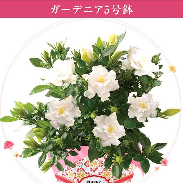 母の日 ギフト プレゼント 花 鉢植え カーネーション 百合 ガーデニア 東北 関東 関西送料無料 9種類から選べるお花 母の日プレゼント の通販はau Pay マーケット 花のギフト社onlineshop