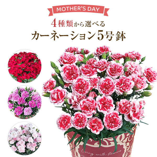 母の日 ギフト プレゼント 花 鉢植え カーネーション いちごホイップ シュガークレープ クレアライトピンク 東北 関東 関西送料無料 5の通販はau Pay マーケット 花のギフト社onlineshop