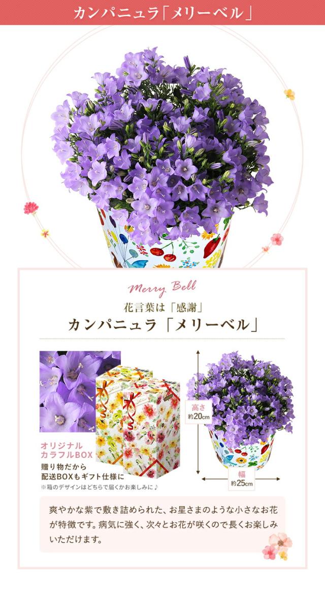 母の日 ギフト プレゼント 花 鉢植え カーネーション 百合 マダガスカルジャスミン ダリア メリーベル 東北 関東 関西送料無料 10種類の通販はau Pay マーケット 花のギフト社onlineshop