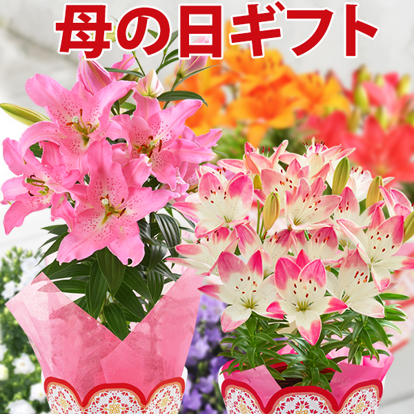 母の日 ギフト プレゼント 花 鉢植え カーネーション 百合 マダガスカルジャスミン ダリア メリーベル 東北 関東 関西送料無料 10種類の通販はau Pay マーケット 花のギフト社onlineshop