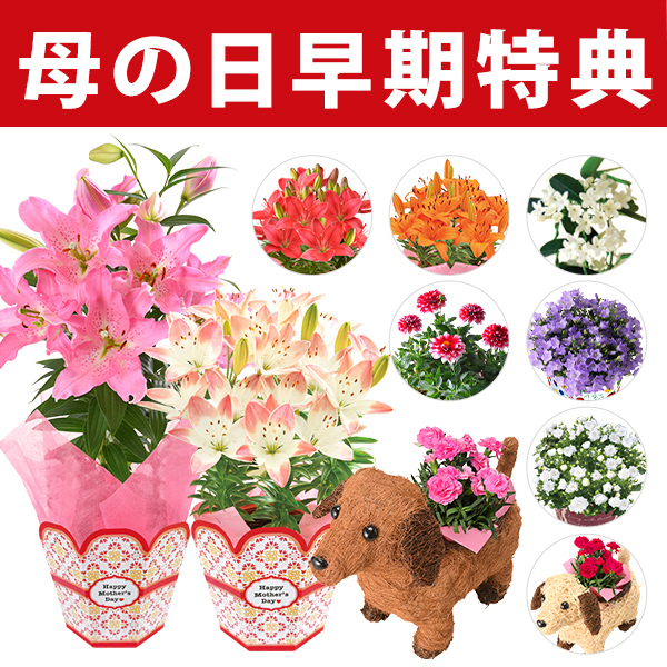 母の日 ギフト プレゼント 花 鉢植え カーネーション 百合 マダガスカルジャスミン ダリア メリーベル 東北 関東 関西送料無料 10種類の通販はau Pay マーケット 花のギフト社onlineshop