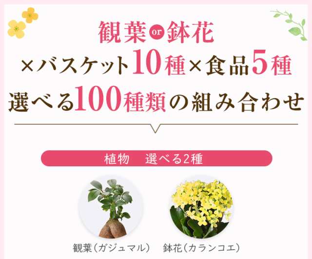 選べる64種 ガジュマル カランコエ シクラメン 観葉植物 花 プレゼント