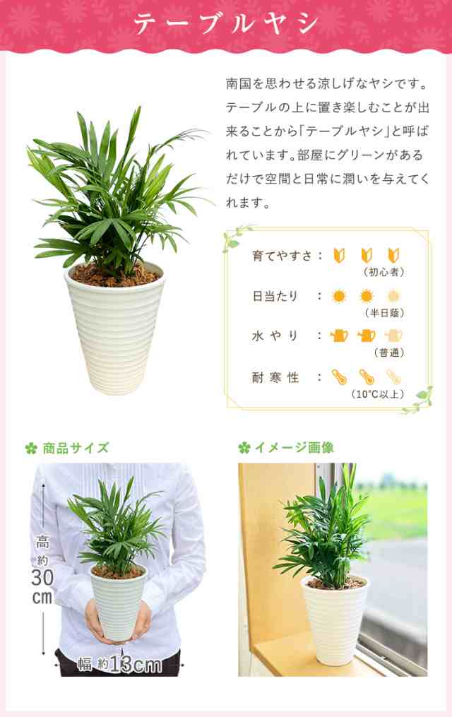 観葉植物 本物 ガジュマル パキラ サンスベリア テーブルヤシ サンセベリア コーヒーの木 ディフェンバキア ガジュマルの木 ヤシの木 観の通販はau  PAY マーケット 花のギフト社OnlineShop au PAY マーケット－通販サイト