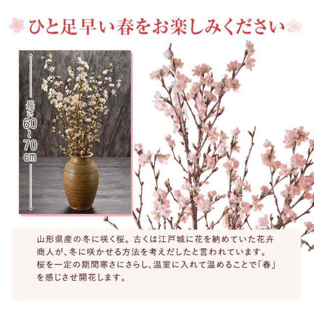 啓翁桜 さくら 桜 12本 花束 切花 生花 サクラ 花 桜のお花 正月桜 フラワーギフト お歳暮 正月 迎春 お正月 誕生日 お祝い 送別会 花ギの通販はau Pay マーケット 花のギフト社onlineshop