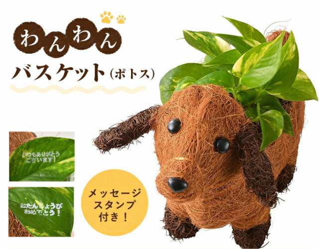 わんわん ポトス 鉢植え 観葉植物 鉢花 ギフト 誕生日 お祝い プレゼント 東北 関西送料無料 花 ギフト フラワーギフト 花のギフト社 の通販はau Pay マーケット 花のギフト社onlineshop