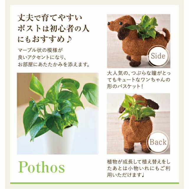 わんわん ポトス 鉢植え 観葉植物 鉢花 ギフト 誕生日 お祝い プレゼント 東北 関西送料無料 花 ギフト フラワーギフト 花のギフト社 の通販はau Pay マーケット 花のギフト社onlineshop