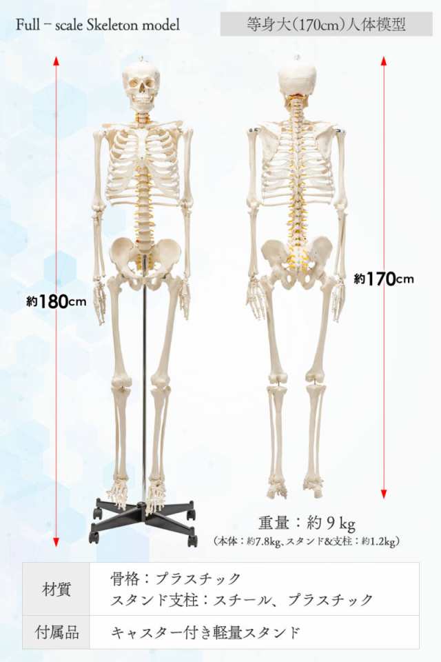 【国際規格認証品】等身大 人体模型 170cm 神経根有り 全身骨格模型 骨格標本 骸骨模型 人骨模型 骨格模型 ガイコツ 靭帯 全身模型｜au  PAY マーケット