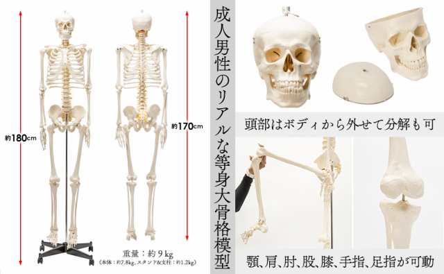 国際規格認証品】等身大 人体模型 170cm 神経根有り 全身骨格模型 骨格標本 骸骨模型 人骨模型 骨格模型 ガイコツ 靭帯 全身模型の通販はau  PAY マーケット - Grugru-Shop | au PAY マーケット－通販サイト