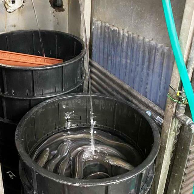お取り寄せ グルメ 送料無料 ［うなぎの新甫］ うなぎの蒲焼・白焼・肝焼きの詰め合わせ ｜7-10日程度届※北海道・沖縄・離島届不可(直)_11