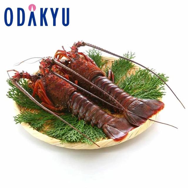 お取り寄せ ごちそう 産地直送 送料無料 天然伊勢海老活〆生冷凍 ｜7-10日程度でのお届け※沖縄・離島へは届不可(直)