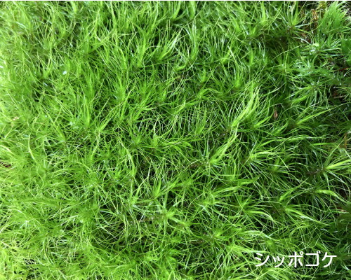 シッポゴケ Sサイズ テラリウム コケリウム 苔テラリウム アクアリウム 観葉植物 園芸 植木鉢 苔盆栽 苔好き コケインテリア 苔 コケの通販はau Pay マーケット テラリウムtakara