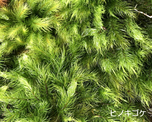 ヒノキゴケ Sサイズ テラリウム コケリウム 苔テラリウム アクアリウム 観葉植物 園芸 植木鉢 苔盆栽 苔好き コケインテリア 苔 コケの通販はau Pay マーケット テラリウムtakara