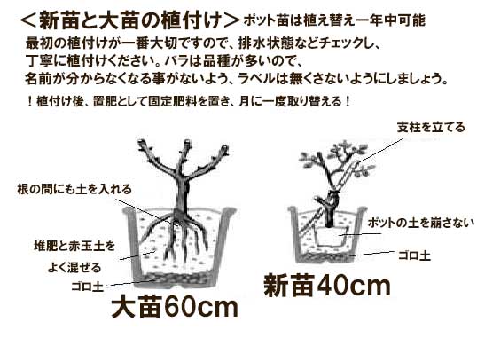 水谷農園 バラ苗 ２年大株苗 Clアイスバーグ つるバラ ４号鉢 輸入新品種 花 鉢植 クォーター咲 微香の通販はau Pay マーケット Lafan
