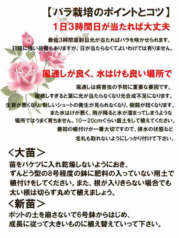 バラ苗 ２年大株苗 Clジュリア つるバラ ４号鉢 輸入新品種 花 鉢植 クォーター咲 微香の通販はau Pay マーケット Lafan