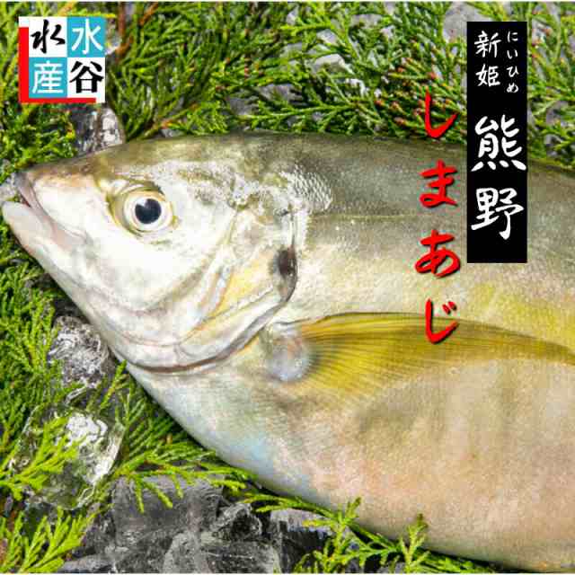 お刺身に 熊野しまあじ シマアジ 送料無料 活締め お造り お寿司 ご贈答 下処理可能 3枚おろし可能の通販はau Pay マーケット 水谷水産 Au Pay マーケット店