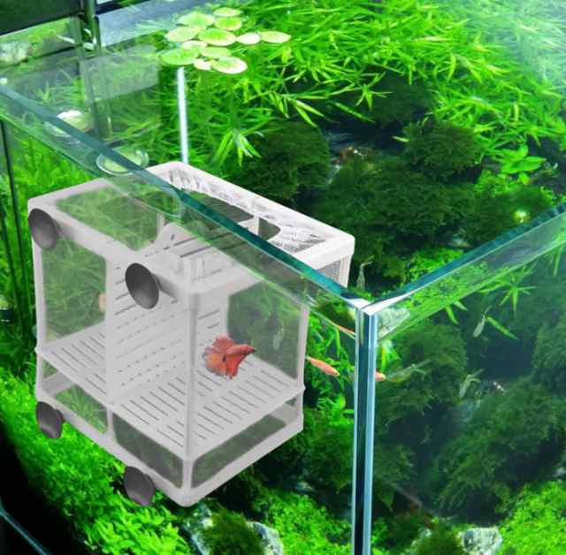 水族館 繁殖箱 Sサイズ ダブルグッピー 孵化インキュベーター 隔離ボックス 多機能 繁殖水槽 隔離ネット 産卵箱 吸盤付きの通販はau Pay マーケット ヤスバ