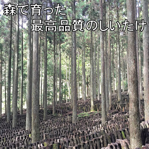 【ポイント最大+7%】超超祭！杉本商店 九州産本格椎茸粉 40g 12個セット シイタケ パウダー 粉末_5