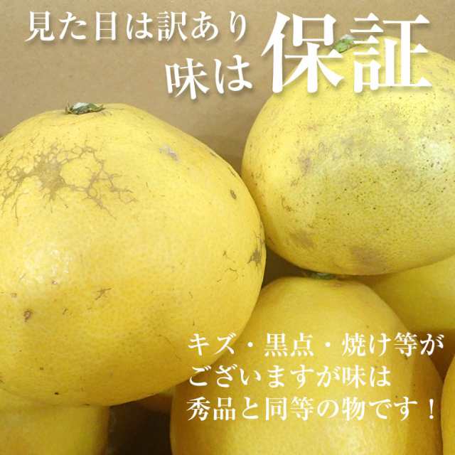 文旦　宿毛　訳あり　約　国産　ご家庭用　5kg　送料無料　文旦　高知県　国産みかん　くだもの観覧車　ザボンの通販はau　PAY　高知　au　PAY　マーケット－通販サイト　産地直送　土佐文旦　みかん　ブンタン　すくも文旦　マーケット