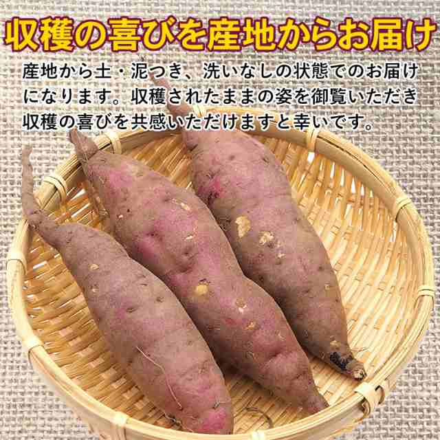 紅はるか 秀品 約5kg